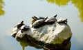 Group of turtles on a dry rock