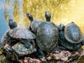 Group of turtles in the local zoo