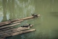 A group of turtles sun bathing themselves on a bamboo raft Royalty Free Stock Photo