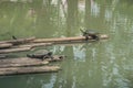 A group of turtles sun bathing themselves on a bamboo raft Royalty Free Stock Photo