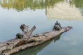 A group of turtles sun bathing themselves on a log in a pond Royalty Free Stock Photo