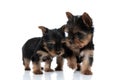 Group of two adorable yorkshire terrier protecting each other