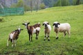 group of two cute sheep and goats, green pasture Royalty Free Stock Photo
