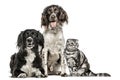 Group of two dogs and a Scottish Fold Royalty Free Stock Photo