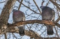 A group of two gray pigeons birds with orange eyes on the brown tree with white snow and without foliage against the Royalty Free Stock Photo