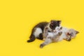 Group of two 2 kittens Play fight and bite together isolated on yellow background With copy space. Small White kitten Royalty Free Stock Photo