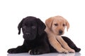 Group of two labradors retriever on white background Royalty Free Stock Photo