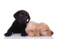 Group of two labradors retrievers sleeping and cuddling Royalty Free Stock Photo