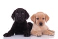 Group of two labradors retrievers on white background Royalty Free Stock Photo