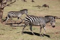 A group of two Plains Zebra