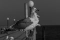 A group of two seagulls or gulls stand in a row Royalty Free Stock Photo