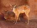 A group of two sitatunga sitting and standing in profile Royalty Free Stock Photo