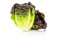 Fresh raw green lettuce red little gem isolated on white Royalty Free Stock Photo