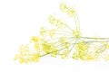 Fresh yellow dill flowers isolated on white Royalty Free Stock Photo