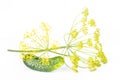 Fresh yellow dill flowers isolated on white Royalty Free Stock Photo