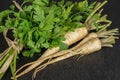 White parsley root on grey stone
