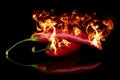 Hot bird`s eye chili isolated on black glass Royalty Free Stock Photo