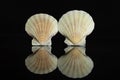 Mollusc sea shell isolated on black glass