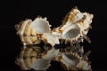 Mollusc sea shell isolated on black glass Royalty Free Stock Photo