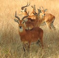 Group of Ugandan Kob