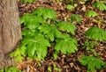 A group of umbrella shaped mayapple plants in a forest