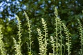 A group of unblown blue Delphinium flowers Royalty Free Stock Photo