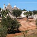 Group of unique dry stone trulli houses in the countryside outside the town of Alberobello in Puglia. Olive trees in foreground