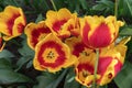 Group of up close beautiful vibrant red yellow tulips in holland dutch field on sunny day in the park Royalty Free Stock Photo