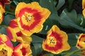 Group of up close beautiful vibrant red yellow tulips in holland dutch field on sunny day in the park Royalty Free Stock Photo