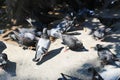 Group of urban pigeons gather for food Royalty Free Stock Photo