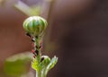 A group of Uroleucon insect on a flower Royalty Free Stock Photo