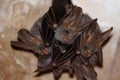 Group of vampire bat hanging in a cave