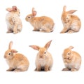 Group of variety action of rabbit isolated on white background.