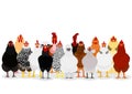 Various chicken group Royalty Free Stock Photo