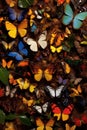 a group of various butterfly species together