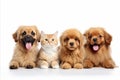 Group of various cats and dogs, big and small, isolated on white background with copy space Royalty Free Stock Photo