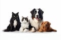 Group of various cats and dogs high quality studio shot on white background with copy space Royalty Free Stock Photo