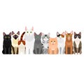 Group of  various cats Royalty Free Stock Photo