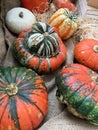 Decorative gourds, autumn and Halloween concept. Royalty Free Stock Photo