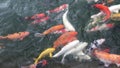 Group of various colourful large koi carp, kohaku or Japanese Koi Kohaku Fish. swimming in fishing pond.