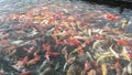 Group of various colourful large koi carp, kohaku or Japanese Koi Kohaku Fish. swimming in fishing pond.