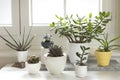 Group of various house plants indoor. Set of potted plants in room by the window. Cacti and  succulent arrangement, modern style, Royalty Free Stock Photo