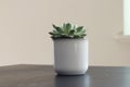 Group of various indoor cacti and succulent plants in pots on a white background.