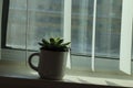 Group of various indoor cacti and succulent plants in pots isolated on a white background.