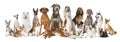 Group of various kind of purebred dogs Royalty Free Stock Photo