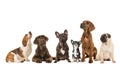 Group of various kind of purebred dogs sitting next to each other looking up Royalty Free Stock Photo