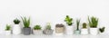 Group of various potted houseplants in a row on white shelf against a white wall