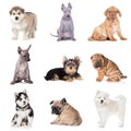 Group of various puppy dogs Royalty Free Stock Photo