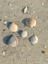 Group of various sea shells scattered on a clean sandy beach Royalty Free Stock Photo
