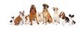 Group of Various Size Dogs Royalty Free Stock Photo